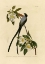 Picture of FORK-TAILED FLYCATCHER