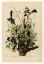 Picture of MOCKING BIRD