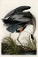 Picture of GREAT BLUE HERON