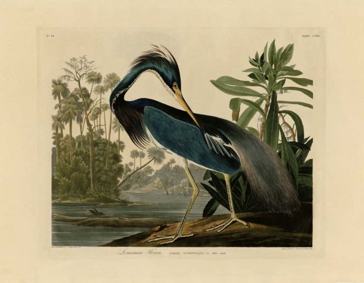 Picture of LOUISIANA HERON