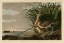 Picture of LONG BILLED CURLEW