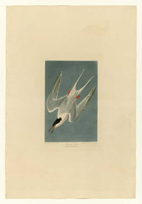 Picture of ROSEATE TERN