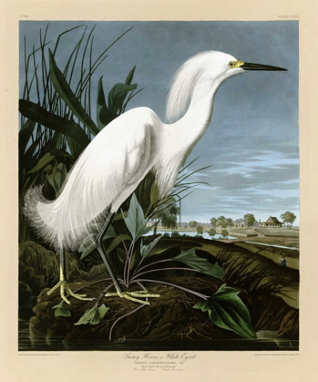 Picture of SNOWY HERON OR WHITE EGRET