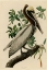 Picture of BROWN PELICAN