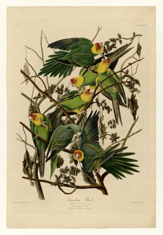 Picture of CAROLINA PARROT