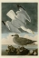Picture of HERRING GULL