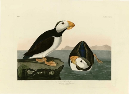 Picture of LARGE BILLED PUFFIN