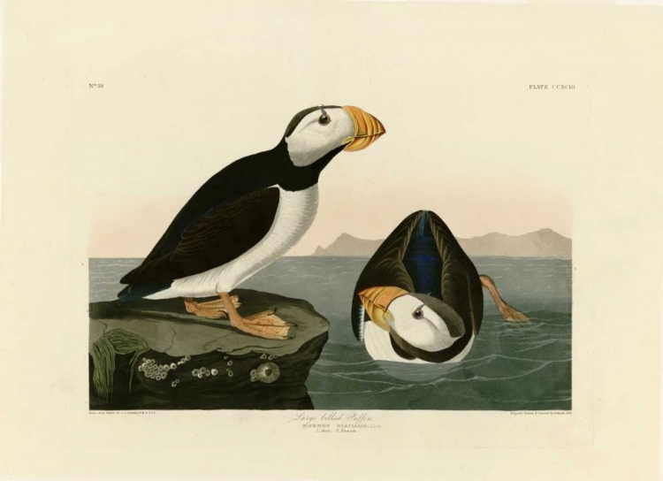 Picture of LARGE BILLED PUFFIN