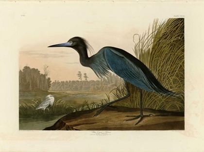 Picture of BLUE CRANE OR HERON