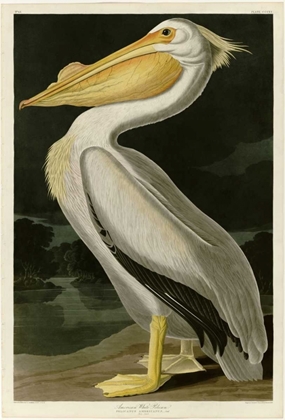 Picture of AMERICAN WHITE PELICAN