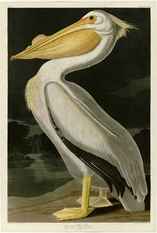 Picture of AMERICAN WHITE PELICAN