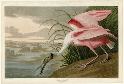 Picture of ROSEATE SPOONBILL