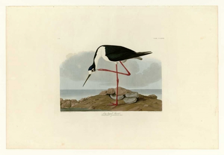 Picture of LONG LEGGED AVOCET