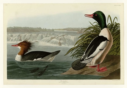 Picture of GOOSANDER