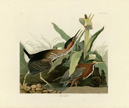 Picture of GREEN HERON