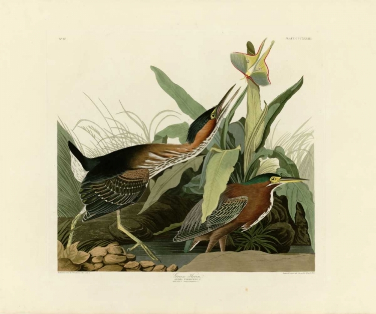 Picture of GREEN HERON