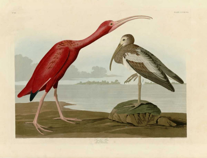 Picture of SCARLET IBIS