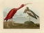 Picture of SCARLET IBIS