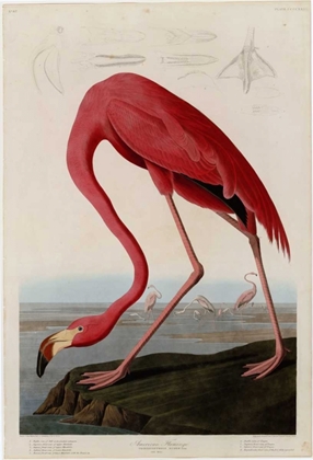 Picture of AMERICAN FLAMINGO