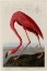 Picture of AMERICAN FLAMINGO