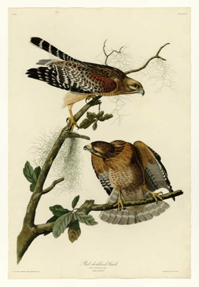 Picture of RED SHOULDERED HAWK