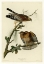 Picture of RED SHOULDERED HAWK