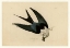 Picture of SWALLOW-TAILED HAWK
