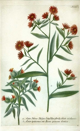 Picture of ASTER, PLATE 189