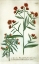 Picture of ASTER, PLATE 189