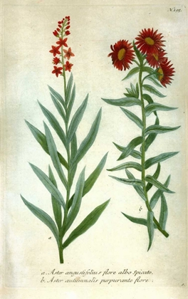 Picture of ASTER, PLATE 195