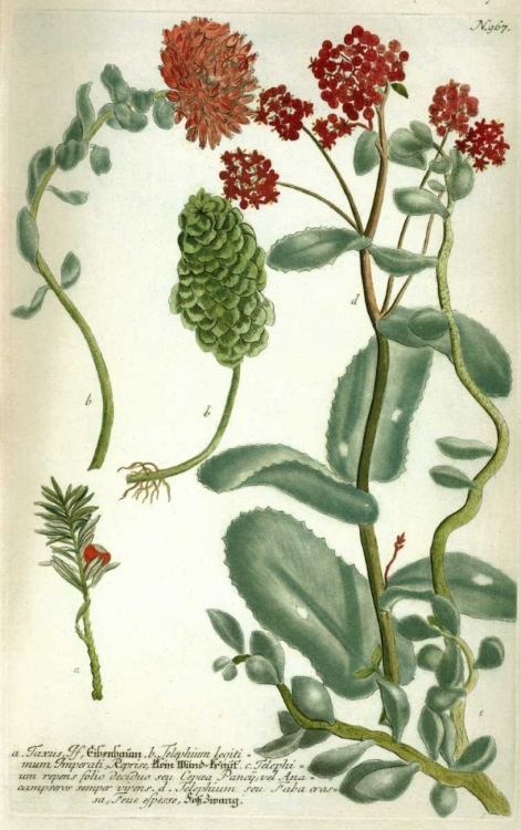 Picture of SEDUM, PLATE 967