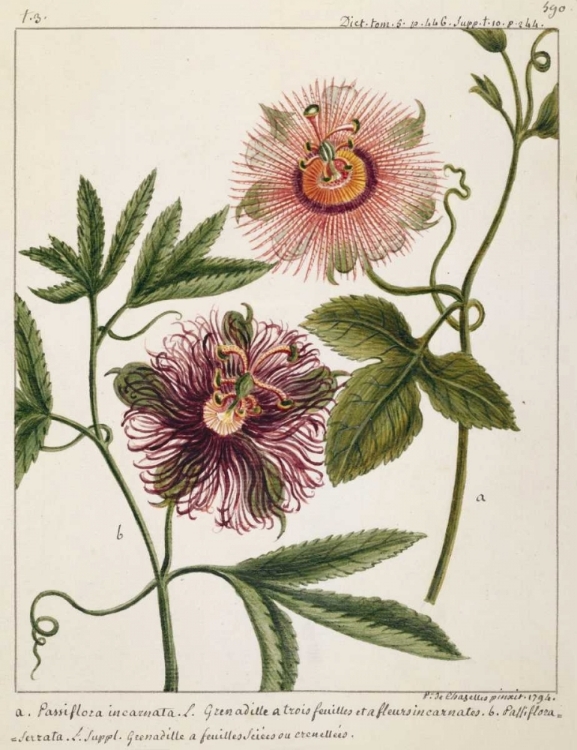 Picture of PASSIFLORA INCARNATA