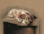 Picture of TERRIER, BAGGAGE