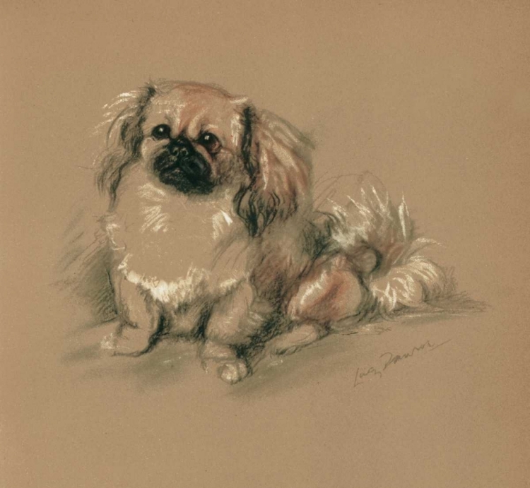 Picture of PEKINESE, KOKO