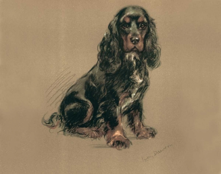 Picture of SPANIEL
