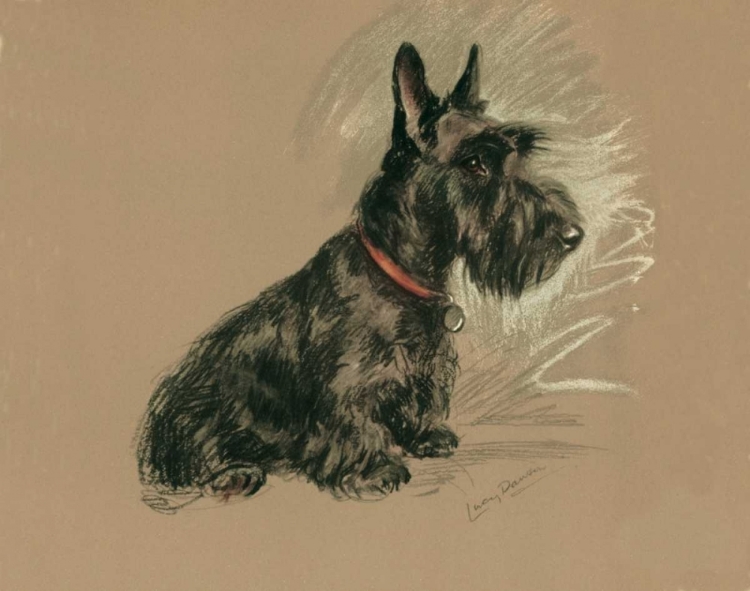 Picture of SCOTTISH TERRIER, NANETTE