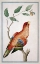 Picture of LORY, RIGHT FACING