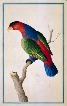 Picture of LORY, LEFT FACING