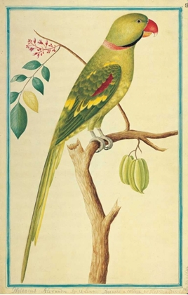 Picture of ALEXANDRINE PARAKEET, RIGHT FACING