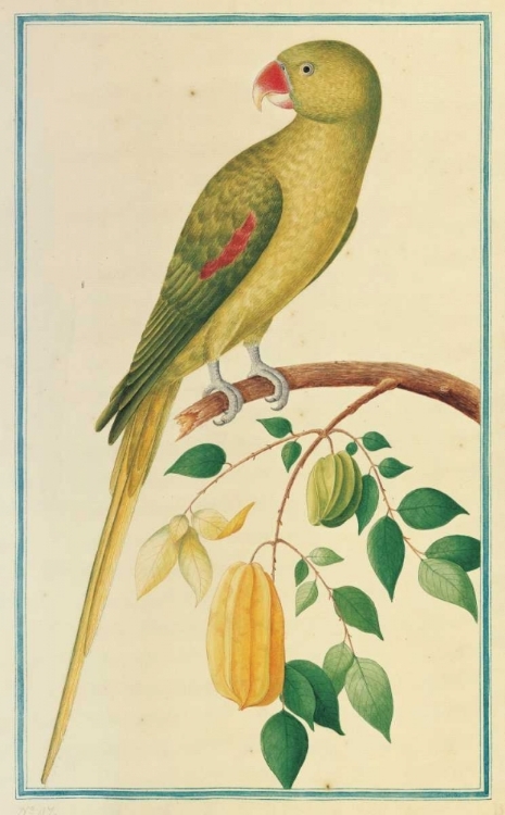 Picture of ALEXANDRINE PARAKEET. LEFT FACING