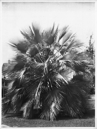 Picture of BLUE PALM TREE, C1910