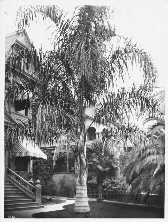 Picture of PALM, COCOS PLUMOSOS, L.A., C 1910