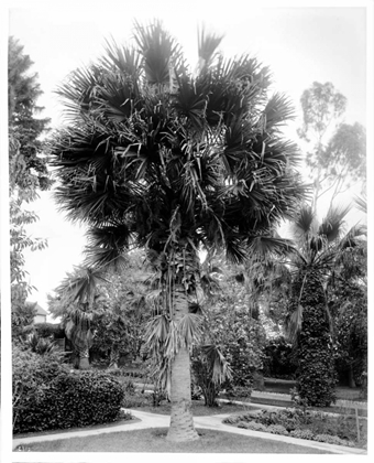 Picture of PALM. L.A. PARK, C1910