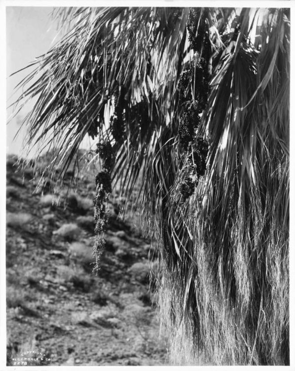 Picture of FAN PALM, FRUIT, C 1910