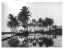 Picture of PALMS, HAWAIIAN RICE PADDIES, 1907