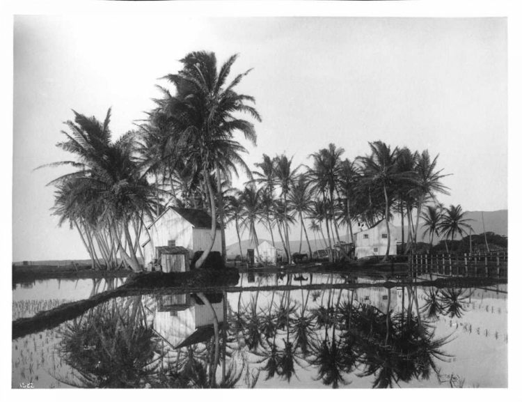 Picture of PALMS, HAWAIIAN RICE PADDIES, 1907