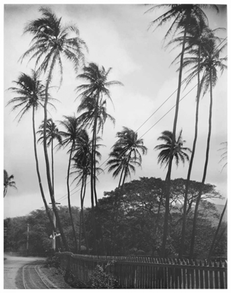 Picture of COCONUT PALMS, HONOLULU, 1907