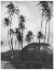 Picture of COCONUT PALMS, HONOLULU, 1907