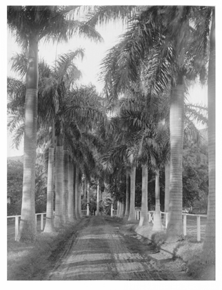 Picture of ROYAL PALM AVE, HONOLULU, 1907