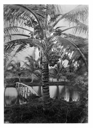Picture of COCONUT PALM, HAWAII, 1907-20